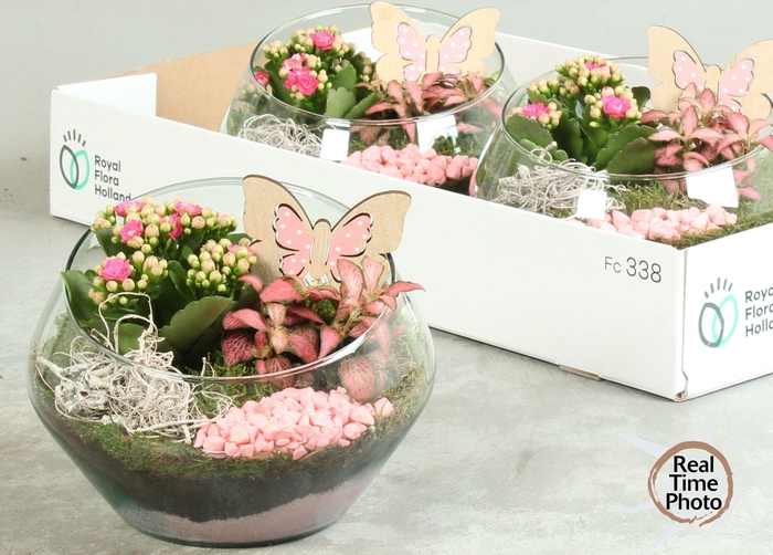 <h4>ARR KAMERPL</h4>