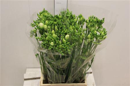 <h4>Fr Du Essence</h4>