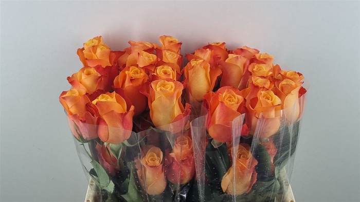 <h4>R Gr Aloha Ll</h4>