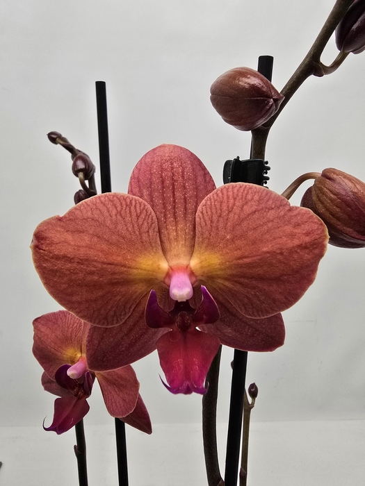 <h4>Limited 06 week 1</h4>