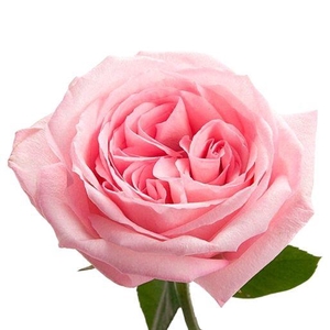R GR PINK O HARA