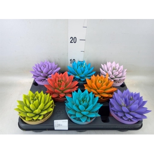 Echeveria  'Miranda'