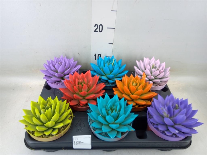 <h4>Echeveria 'Miranda'</h4>