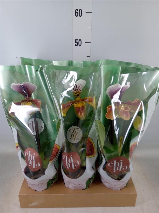 <h4>Paphiopedilum  'Amerikaanse hybrid'</h4>