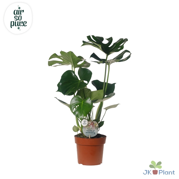 <h4>Monstera Deliciosa "Disc Etiket Air So Pure" -> less plastic</h4>