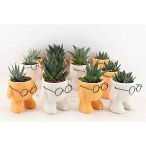 arr3 UB - Ker. xavier glasses x12