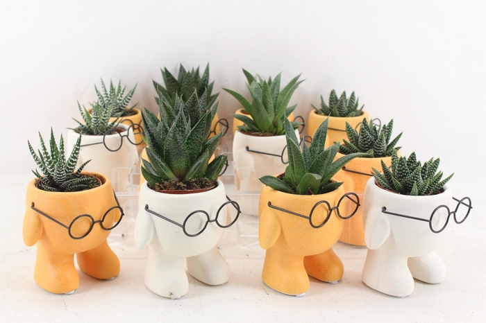 Arr3 Ub - Ker. Xavier Glasses X12