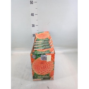 Dahlia   ...flowerbulbs