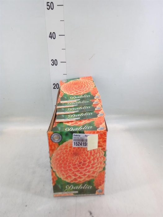 Dahlia   ...flowerbulbs