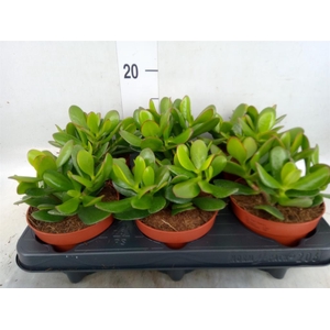 Crassula  'Magical Tree'