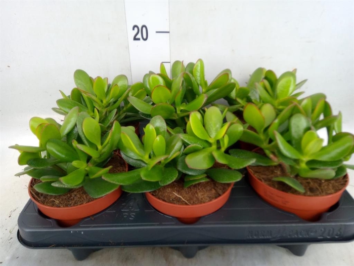 <h4>Crassula  'Magical Tree'</h4>