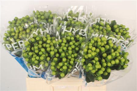 <h4>Hyp Coco Bamboo Green</h4>