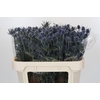 Eryngium Blue Dynamite