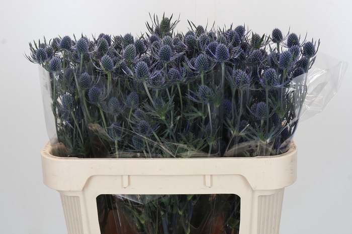 <h4>Eryngium Blue Dynamite</h4>