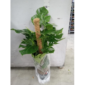 Monstera pertusum