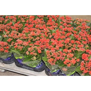 KALANCHOE DOBRADO P11 VERMELHO