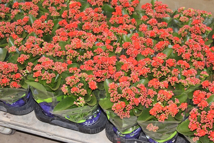 <h4>KALANCHOE DOBRADO P11 VERMELHO</h4>