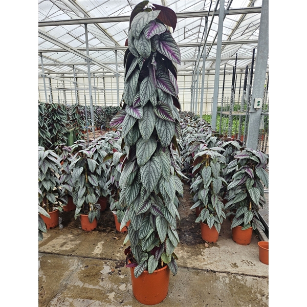 <h4>Cissus Violet Vine piramide</h4>