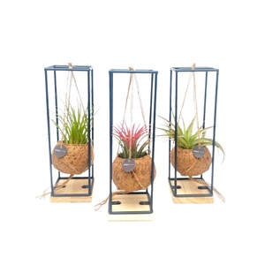 Kokodama 9 cm Industrial Hanging Tillandsia mix