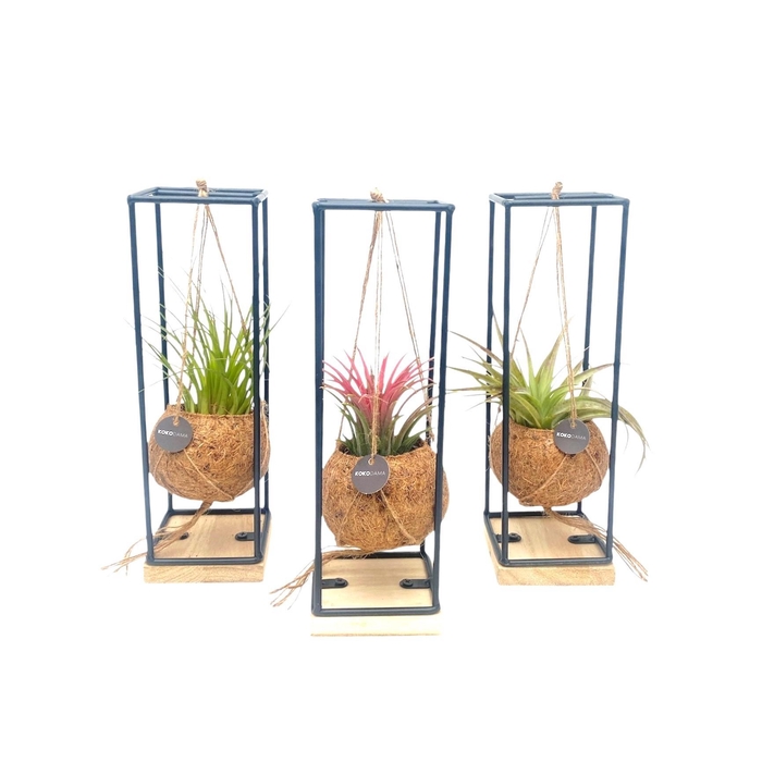 <h4>Kokodama 9 cm Industrial Hanging Tillandsia mix</h4>