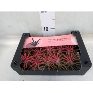 Tillandsia ionantha
