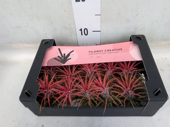 <h4>Tillandsia ionantha</h4>