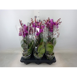 Phalaenopsis multi. 'Ant Merida'