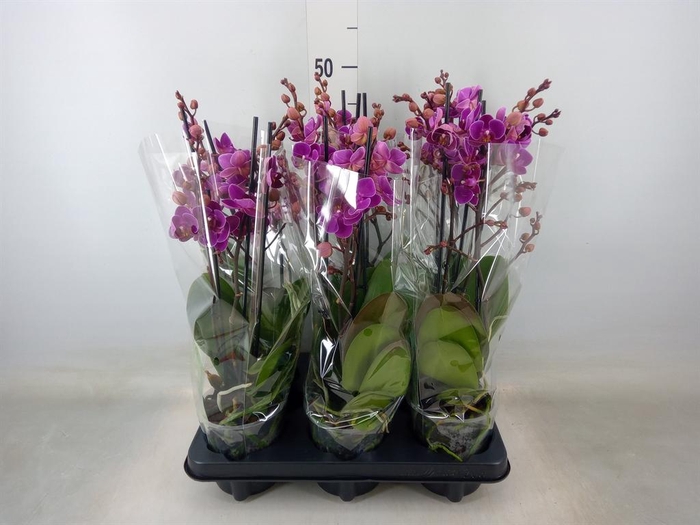 <h4>Phalaenopsis multi. 'Ant Merida'</h4>