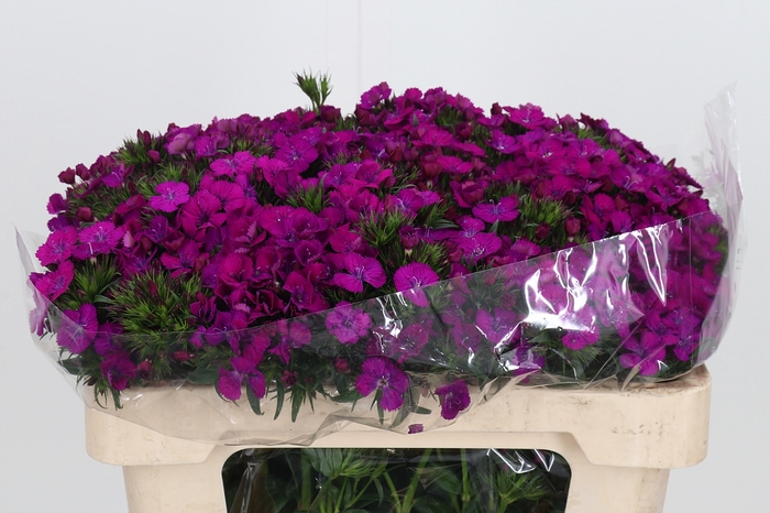 <h4>Di Barb Am Neon Purple</h4>