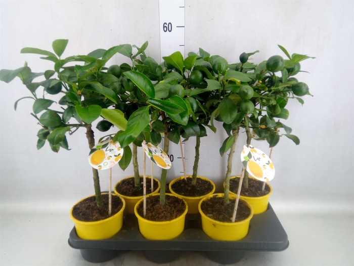 <h4>Citrus meyeri 'Meyer'</h4>