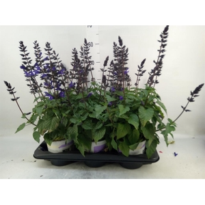 Salvia  'Salgoon Lake Blueberry'