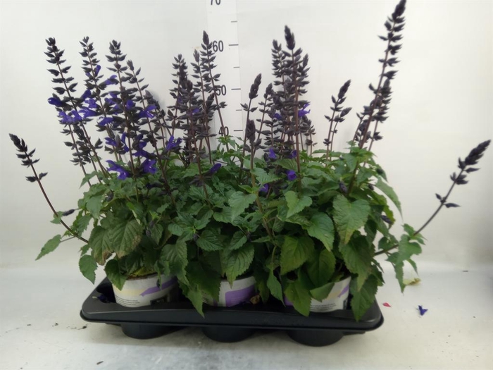 <h4>Salvia  'Salgoon Lake Blueberry'</h4>