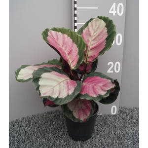 Calathea roseopicta Rosy