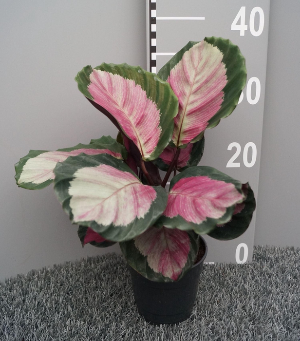 <h4>Calathea roseopicta Rosy</h4>