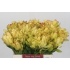 Leucadendron Goldstrike