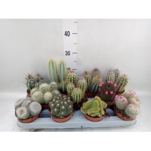 Cactus   ...mix