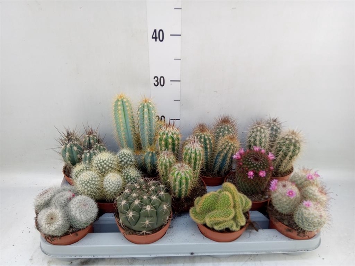 <h4>Cactus ...mix</h4>