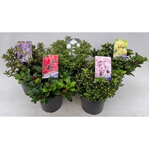 Rhododendron (dwarf) mix