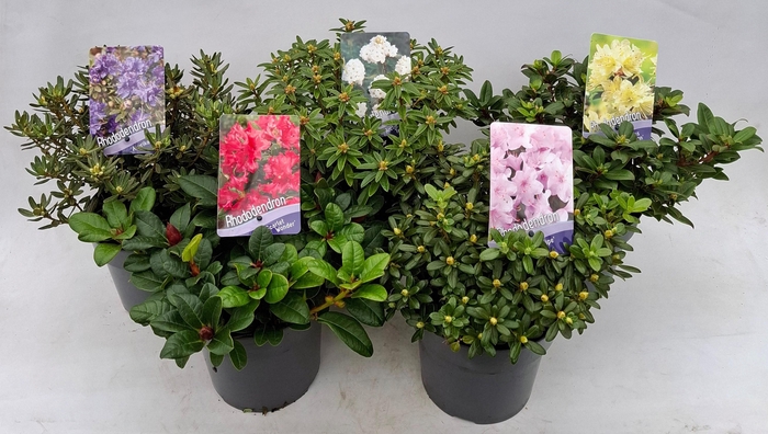 <h4>Rhododendron (dwarf) mix</h4>