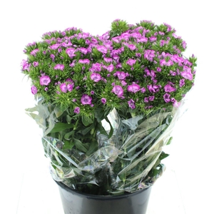 Di Barb Bicolour White/lavendel