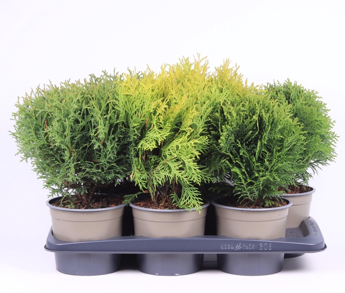 <h4>Thuja overig geel</h4>