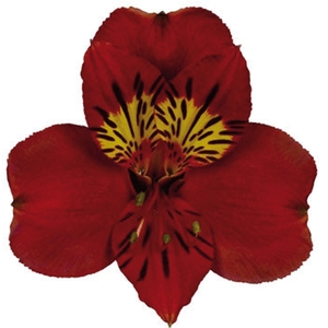 ALSTROEMERIA ANGELINA 080 CM