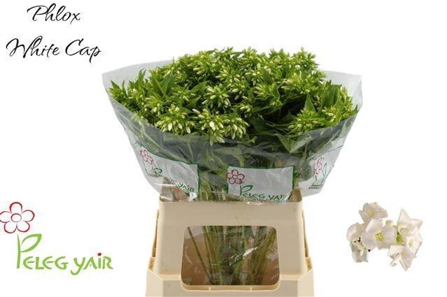 <h4>PHLOX P WHITECAP</h4>