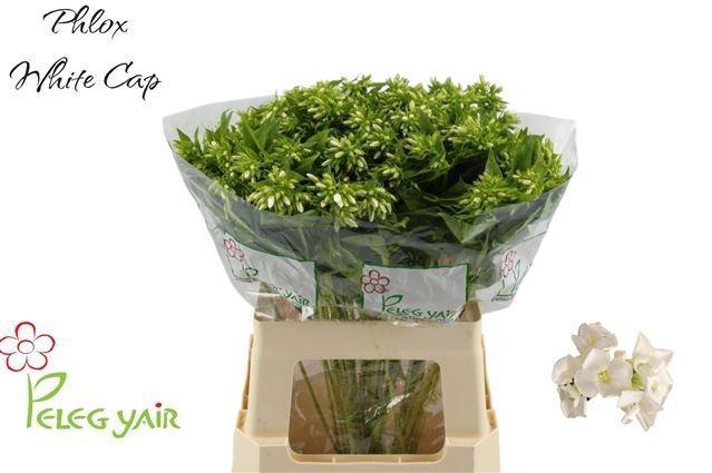 <h4>PHLOX P WHITECAP</h4>