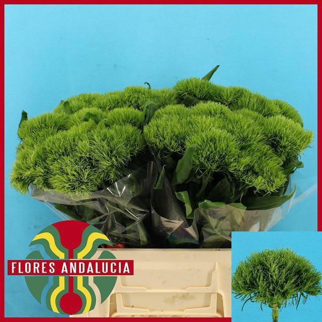 <h4>DI BARB GREEN WICKY</h4>