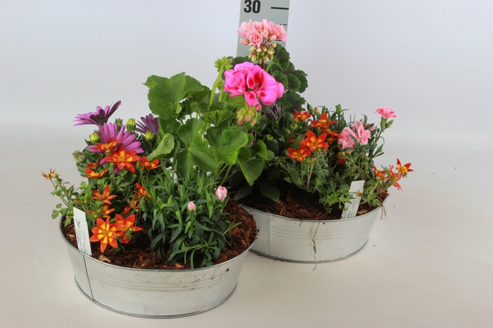 <h4>ARR TUINPLANTEN</h4>