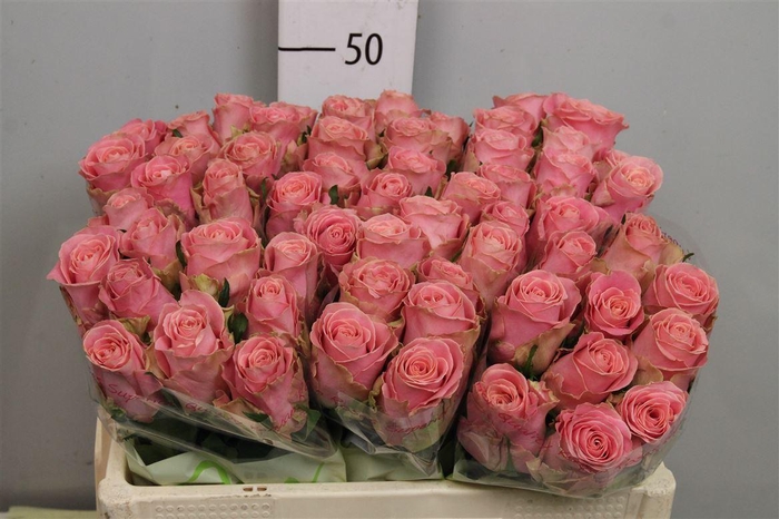 <h4>R Gr Hermosa+</h4>