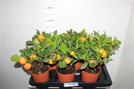 <h4>Citr Microcarpa 5 Fruits</h4>