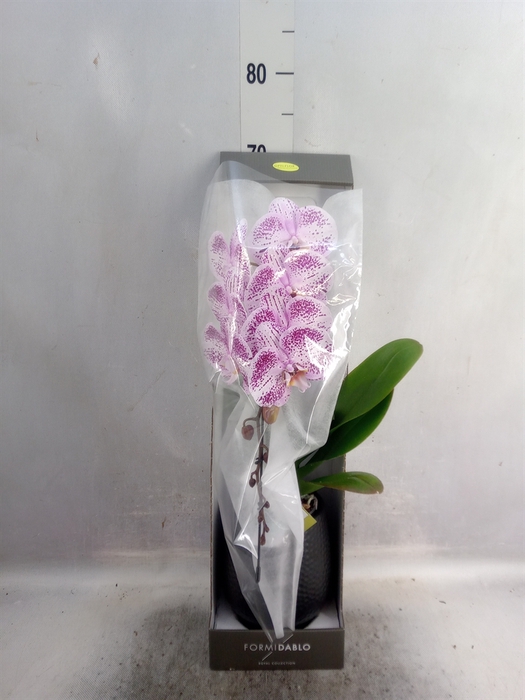 <h4>Phalaenopsis   ...lilac</h4>