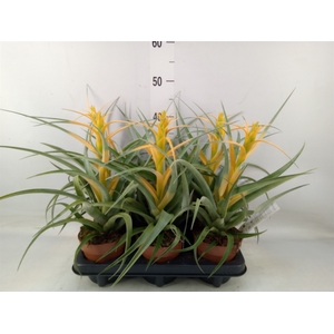 Tillandsia